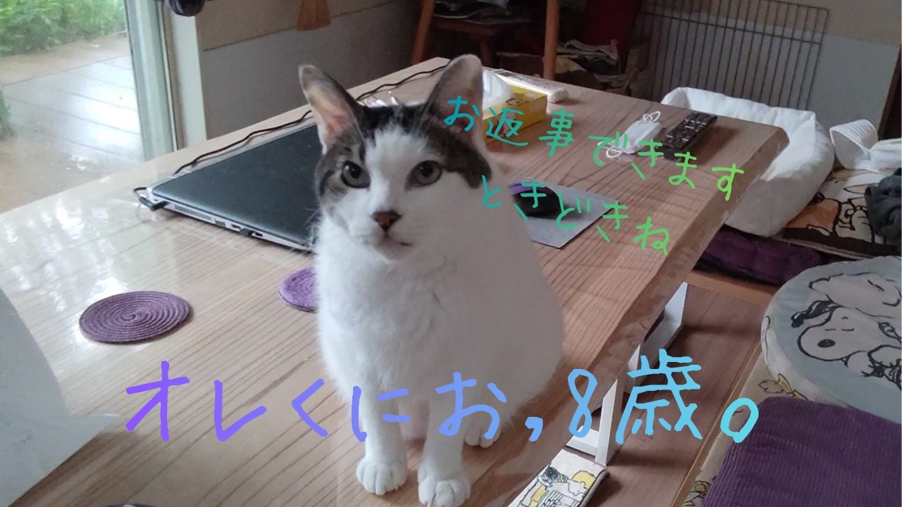 cats のページです☆ リクエスト　S Cats that answer you whenever they feel like it #ExStrayCat