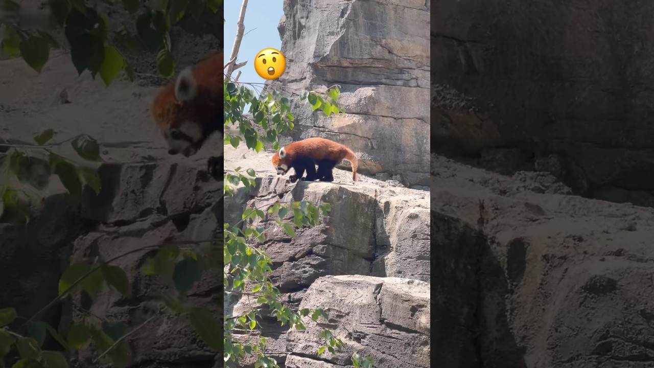 WIL RED PANDA JUMP FROM the ROCK ⛰️? 