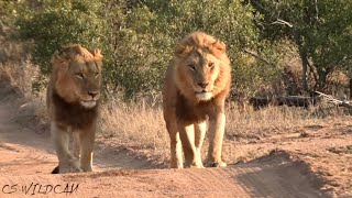 New Nomadic Male Lions Moves Into the Pride Lands Ep 91