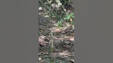 Cute bird trap  #survivalskills #viralvideo  #survival #shorts #forest  #bushcraft #diy #skills