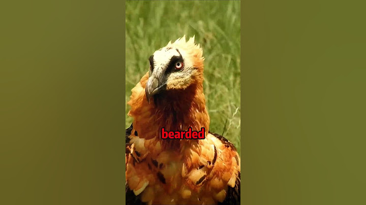 This bird swallows 12-inch bones without chewing #foryo #animals  #wildlife #beardedvulture