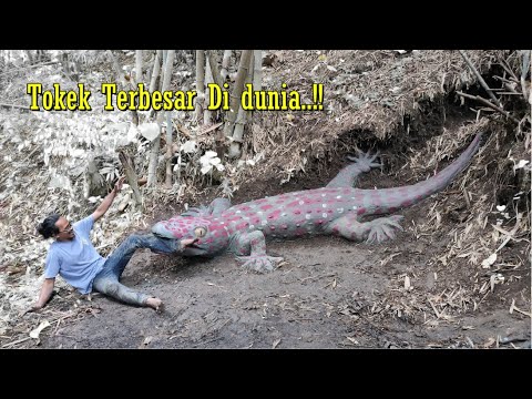 HEBOH..!! Di Temukan Tokek Terbesar Di Dunia | Dari tanah liat.