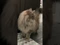 Siberian Cat Rubs Up Against You