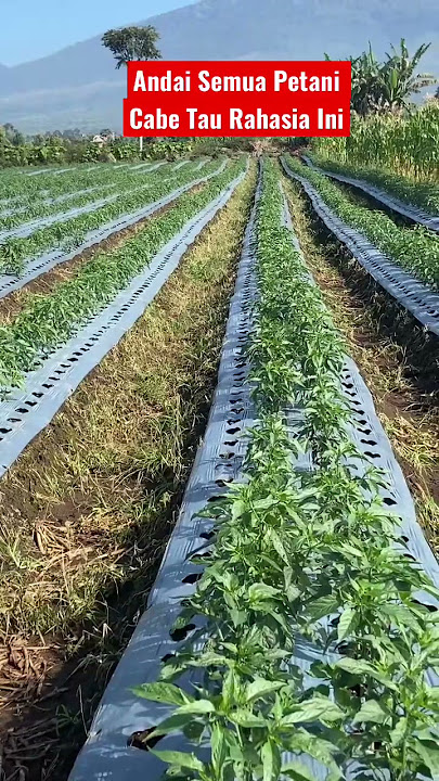 If only all chili farmers knew this secret
