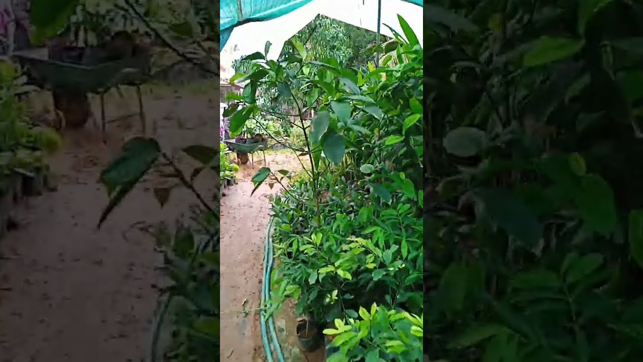 nutmug  vishvasree, keralasree, sindhusree, kadukanmakal., kochumudi, golden, kaladi 