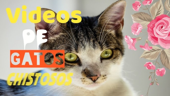 Los Mejores Videos de Gatos Chistosos 2023 #485 