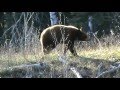2012 Saskatchewan Black Bear Hunt!