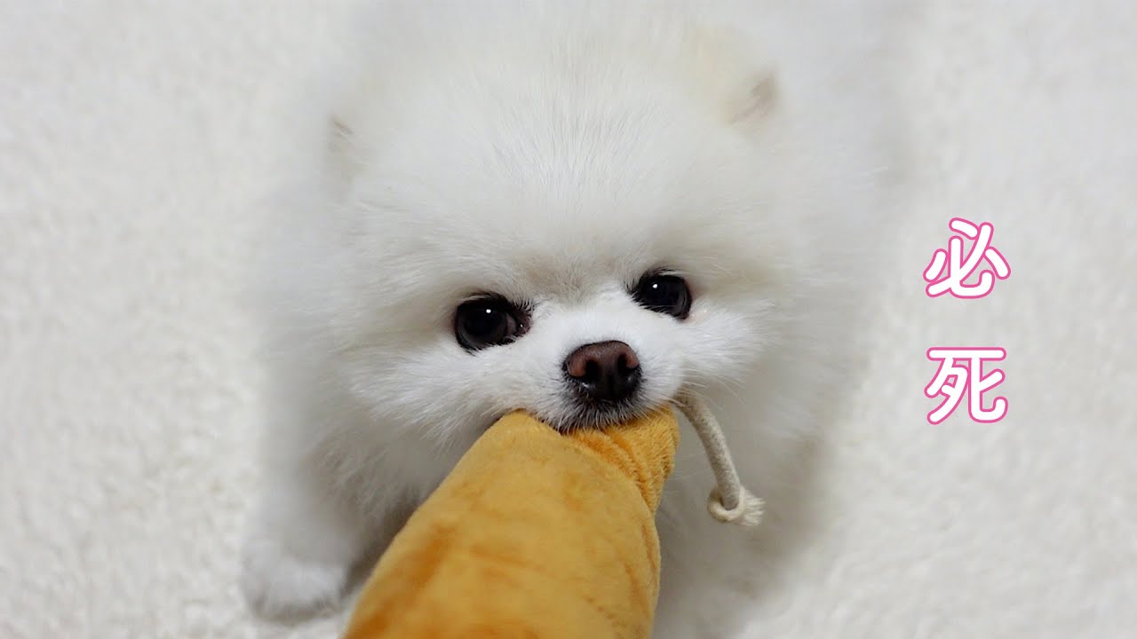 パン食い競争に必死になるポメラニアンが可愛すぎた…