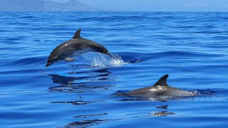 unique facts about dolphins
