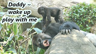Little gorilla Jabali tried to wake up his daddy and played with him./小金剛猩猩Jabali想跟爸爸玩而將爸爸吵醒