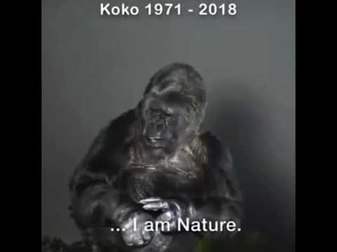 Koko The Last Talking Gorilla... Her Dying Words. Rip