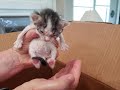 Starlight Outreach and Rescue: Our Passion and Our Mission