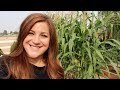 Planting Fall Crops and a Bunch of Other Random Things 👩‍🌾🍂// Garden Answer