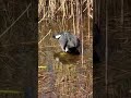 Eurasian coot is sitting by the water #shorts