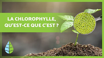 Qu'est-ce que ça veut dire chlorophylle ?
