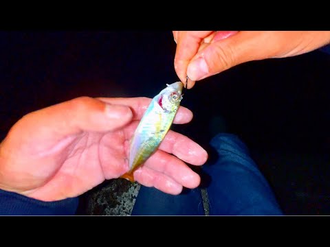 釣り人を裏切らない癒しの魚。 - YouTube