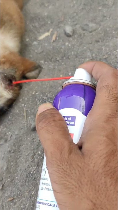 how to get rid of maggots n stop them from spreading on a wound? USE DMag