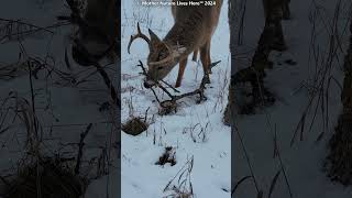 White-tailed buck with winter twig treat! [XXVI]
