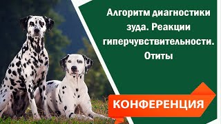 Алгоритм диагностики зуда.  Реакции гиперчувствительности.  Отиты