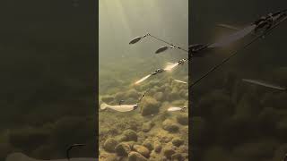 A-Rig Appeal | Better Use Low-Vis Line 🙃 #youtubeshorts #fishingequipment #alabamarig