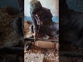 Crafting a Stunning Wooden Cot leg: Skilled Wood turning in Action #shorts #youtubeshorts #handmade