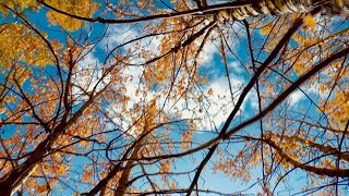 Breathing Sky
