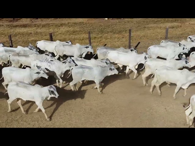 45º Mega Leilão Anual Carpa | BEZERROS LOTE 12C