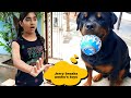 irratating Jerry part 2||funny dog videos||funny dogs||cute dogs.