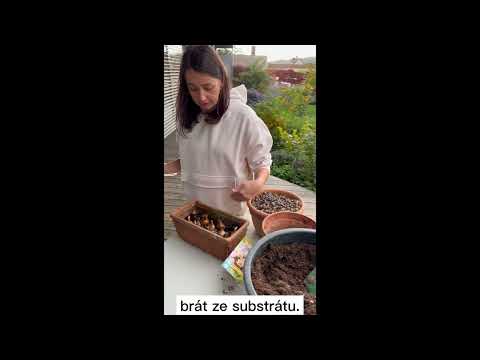 Video: Pestovanie ľalií v kvetináčoch – Ako pestovať ľalie v nádobách