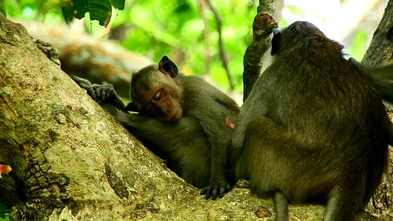 foundry Happiness All Monkey But So Sad Missing Poor Monkey Rosa And Her Baby