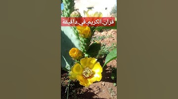 سورة.الانبياء.سعود.الشريم #quran #اكسبلور #المصحف  احترم.القران.دقيقة #راحة_نفسية #ترند #لايك #في