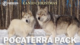 MEET THE POCATERRA PACK! Canid Christmas at Yamnuska Wolfdog Sanctuary by Yamnuska Wolfdog Sanctuary 338 views 1 year ago 3 minutes, 18 seconds