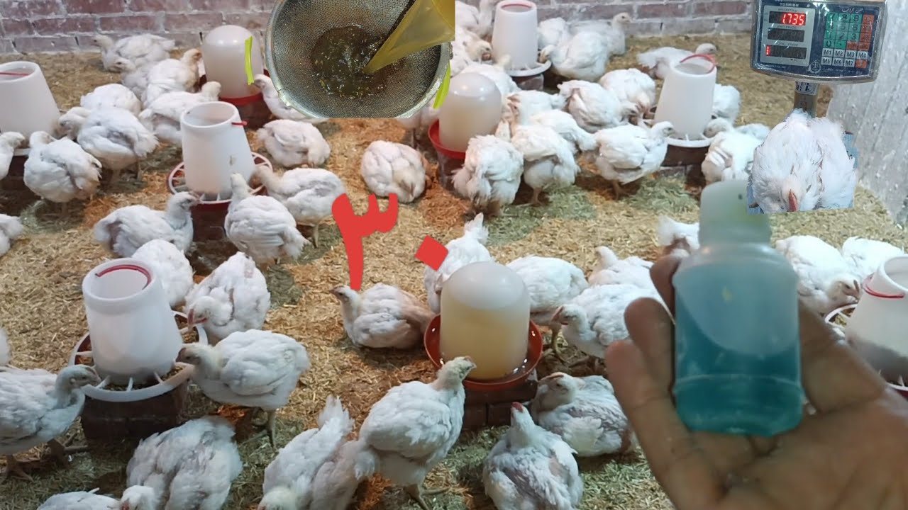 كنز علي المياه للفراخ البيضه # سحر لزياده الوزن علي العلف # وزن الفراخ البيضه يفرح 