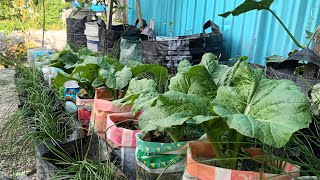ORGANIZE YOUR GARDEN WITH RECYCLED SACKS #gardening #productivehousewife #garden