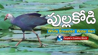 పుల్ల కోడి || Pulla Kodi || White-breasted waterhen.