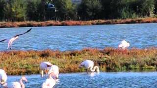 Flamingo Road