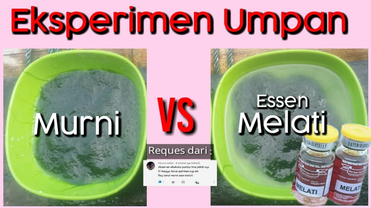 Tes Umpan Dengan Kamera Bawah Air : LUMUT MURNI VS ESSEN MELATI | Lihat hasilnya...