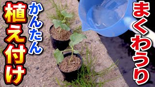 #2.【マクワウリ栽培】かんたんな植え付け【あま〜い果実】育てないと損です！家庭菜園