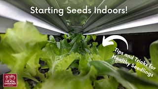 How to Start Seeds Indoors (Lettuce, Cucumbers, and More!)