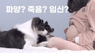 근황, 그동안 못 한 이야기  feat. 무지개다리, 파양, 임신, 아기고양이