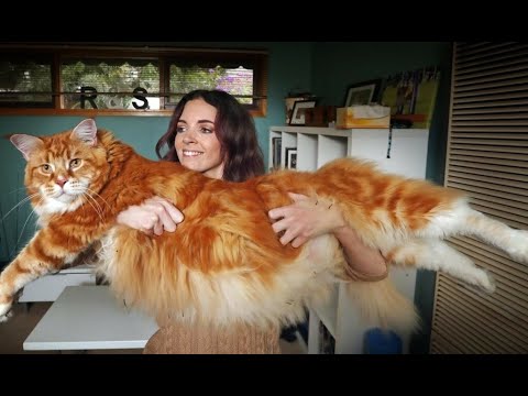 Video: Kako Hraniti Maine Coon