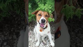Джек-Рассел Жасмин 🐕 и Бродяга Братан 🐶 кайфуют #джекрассел #jackrussell #жасмин #адлер #сочи