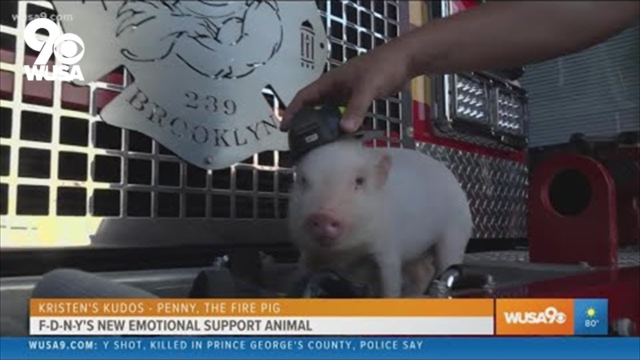 Emotional support pig? Brooklyn firehouse adopts Penny, the fire pig