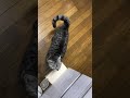 猫の「お座り(ゴローン)」,「待て」「よし!」。