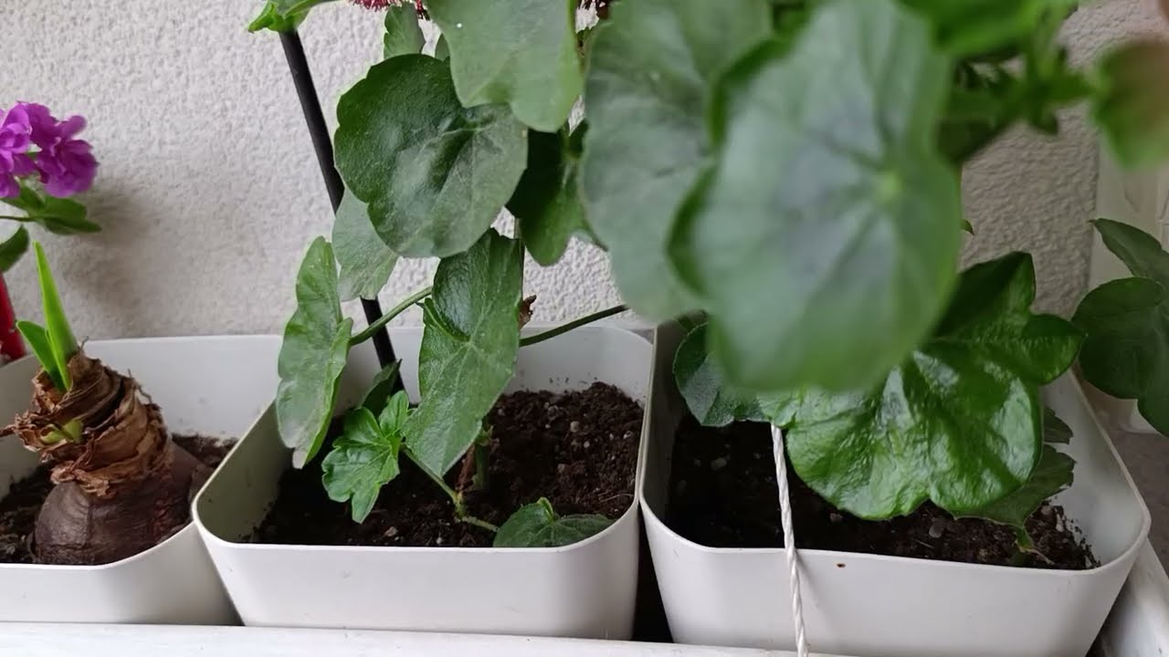 🌺Sardunyanın saksı özelliği nasıl olmalı?