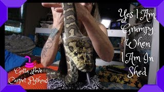 Are Snakes More Grumpy While In Shed? Profile