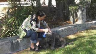 How To Care for Pet Wounds, Cuts, and Scrapes With Vetericyn Wound and Skin Care Products