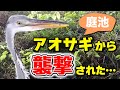 【庭池】アオサギに襲撃を受けました…被害が…