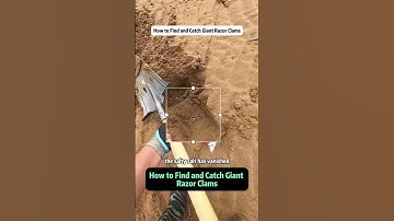 How to Catch Giant Razor Clams | Beach Foraging Secrets & Salt Trick