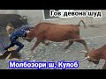 Молбозори ш, Кулоб,  ( Рахмон Берди ) н, Восеь, Гов дар бозор девона шуд,  8 августа 2023 г.